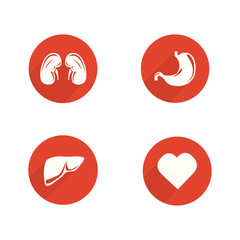 set of organ icons on a white background, vector illustration
