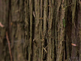 Detailansicht der Borke des Lebensbaums Thuja