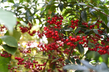 East Asian flowering plant Ardisia crenata sims