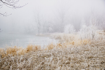 misty morning in the field