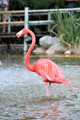 A Flamingo in the water