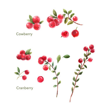 Beautiful set with watercolor hand drawn cranberry and cowberry. Stock illustration.