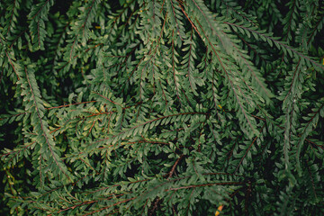 Close up tropical nature green leaf caladium texture background