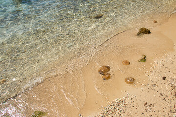 Brown jellyfish washed up on shore at Prajjet Bay in Malta on a warm fall day.