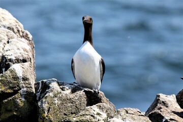 A close up of a Guillemot