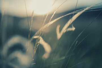 Wild feather grass in a forest at sunset. Macro image, shallow depth of field. Blurred nature...