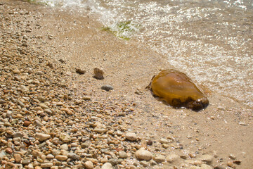 Brown jellyfish with dark spots on a rocky beach next to clear water at Prajjet Bay in Malta.