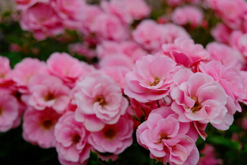 Fototapeta premium pink roses