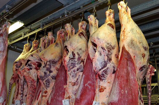 Abattoir, carcasses viande bovine en frigo
