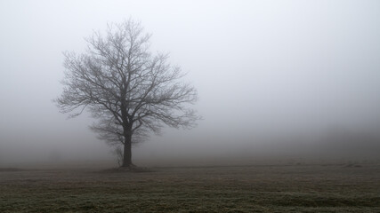 tree in fog