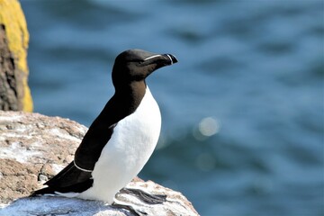 A close up of a Razorbill