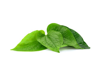 Fototapeta na wymiar Green Piper betel leaf isolated on the white background. Thai herb, Thai food (Wildbetal Leafbush) (Piper sarmentosum Roxb)