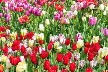 a meadow of tulips and various multicolored flowers. Perfect shot for garden, spring and botany.