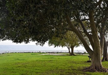 GREEN MEADOW WITH LARGE TREES AND BLUE SEA BACKGROUND IN HEALTHY AND QUIET ENVIRONMENT