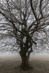 frozen tree branches