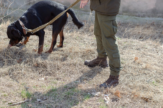 A Soldier With A Dog Patrolling The Area.