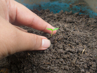 a man's hand planting fruit seeds in a pot, a photo suitable for an earth saving and earth day program