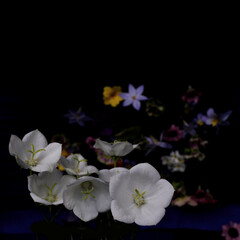 white campanula flowers on a dark background