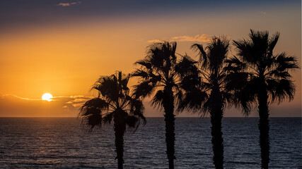 Fototapeta na wymiar A row of palm trees in the Algarve at Sunset