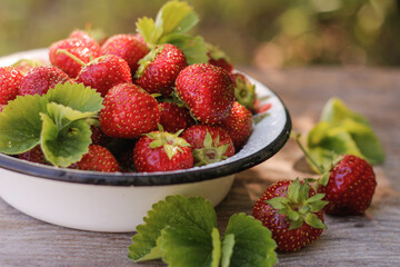 Ripe strawberries in a plate in the garden. Gardening concept