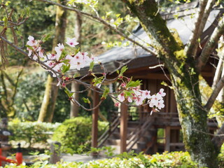 Fototapeta na wymiar 桜と摂社