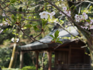 桜と摂社