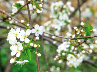 The beautiful spring background of the apple tree blossom. Selective focus.