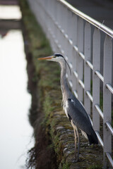 portrait of heron standing in border water in the city