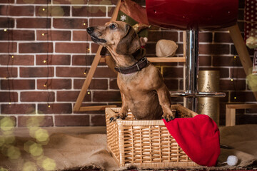 dog sitting in a chair