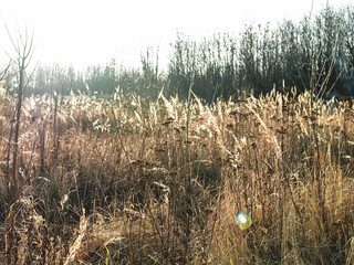 The beginning of the spring in the field on a sunny day. Beige color. Selective focus.