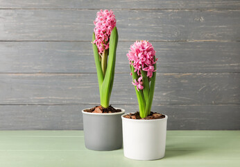 Beautiful blooming hyacinth plants on wooden background