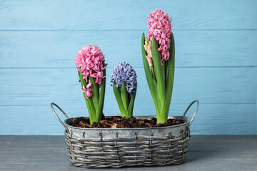 Beautiful blooming hyacinth plants on color wooden background