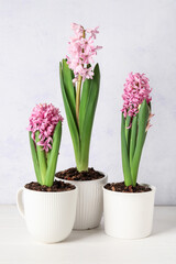 Beautiful blooming hyacinth plants on light background