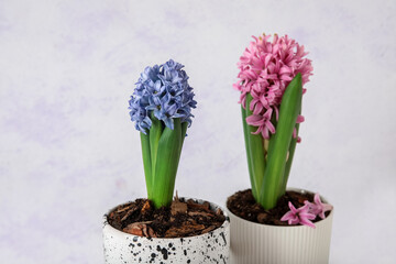 Beautiful blooming hyacinth plants on light background