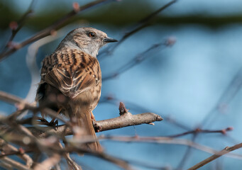 The dunnock is a small passerine, or perching bird, found throughout temperate Europe and into Asian Russia. Dunnocks have also been successfully introduced into New Zealand.