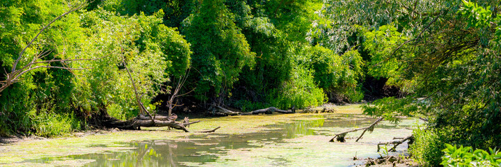 Small river in spring overgrown with blooming water plants. Scenic summer view on wild nature