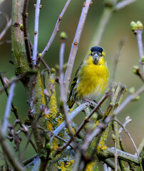 The Eurasian siskin is a small passerine bird in the finch family Fringillidae. It is also called...