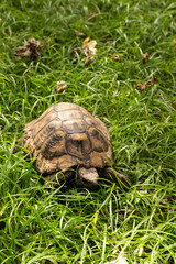 Tortoise close-up crawling on green grass