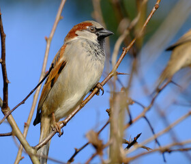 The house sparrow is a bird of the sparrow family Passeridae, found in most parts of the world. It is a small bird that has a typical length of 16 cm and a mass of 24–39.5 g. 
