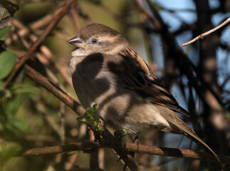 The house sparrow is a bird of the sparrow family Passeridae, found in most parts of the world. It is a small bird that has a typical length of 16 cm and a mass of 24–39.5 g. 