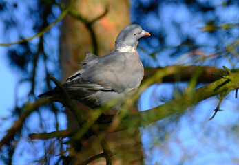 Woodpigeon in fir tree in evening sun in urban house garden. UK.