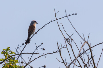 Bird shrike or Lanius sitting on a branch