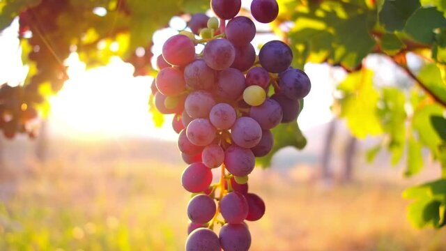 Bunch of  grapes. Sunset light with sun in the background. Organic bio food, nature and fine wine handmade concept