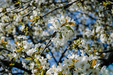 Cerisier en fleurs