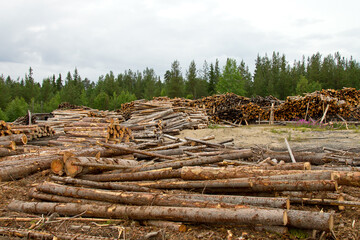 Logs of trees in the forest after felling