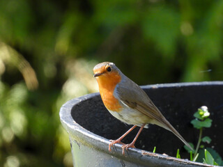 robin in the garden