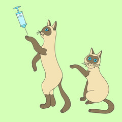 Fototapeta na wymiar Cats with vaccination symbol injection . Sign animal testing character