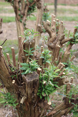 Pruned branches of  Buddleja or Butterfly bush  with new fresh green leaves on springtime
