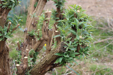 Pruned branches of  Buddleja or Butterfly bush  with new fresh green leaves on springtime