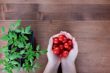Gardening concept: tomatoe's seedlings and women hand holding cherry tomatoes on wooden background.